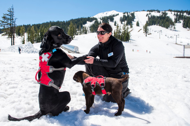 Campfire Hotel in Bend Oregon For Fun with FIDO FIDO Friendly