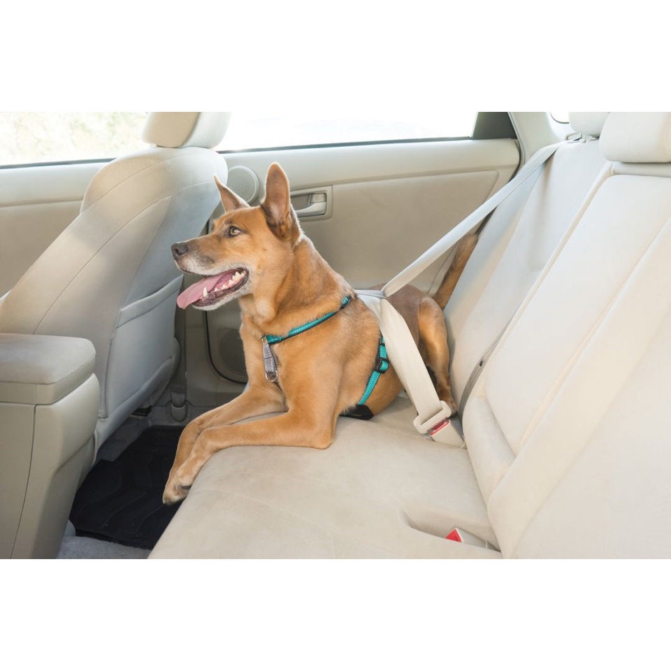 Easy Walk Harness Petsafe In Harness Amazon The Best No-Pull Dog