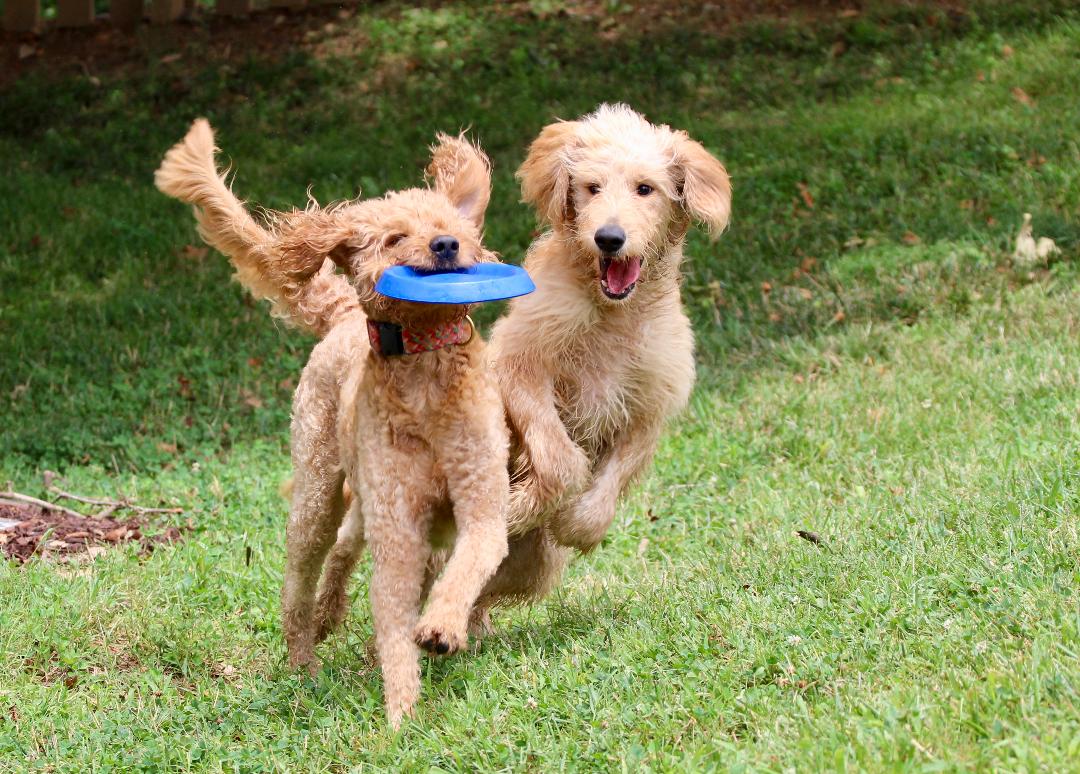 Dramatic Ocean Rescue of Goldendoodle at Hilton Head Island | FIDO Friendly